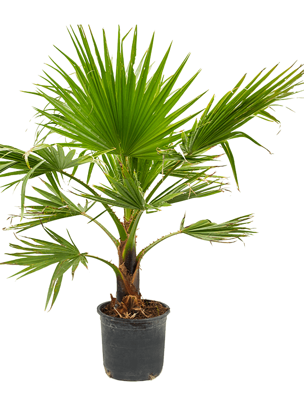 Washingtonia robusta | Nieuwkoop Europe