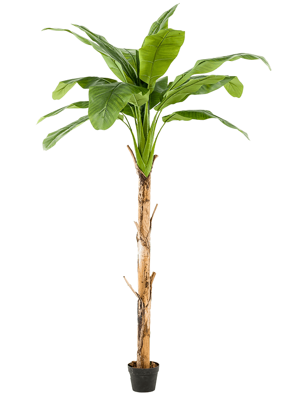 Banana | Nieuwkoop Europe