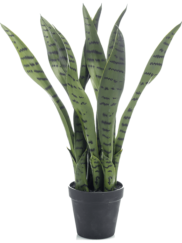 Sansevieria | Nieuwkoop Europe