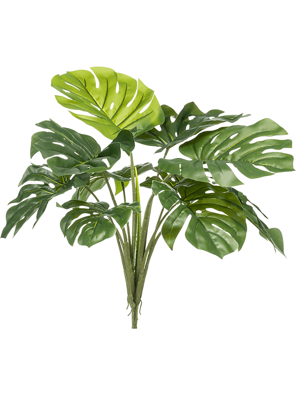 Monstera | Nieuwkoop Europe