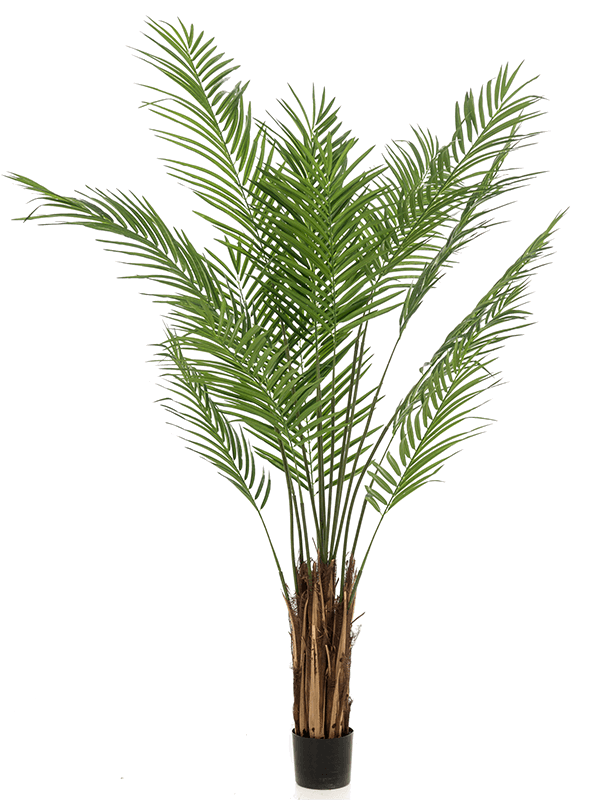 Areca | Nieuwkoop Europe