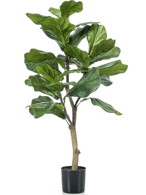 Ficus Lyrata | Nieuwkoop Europe