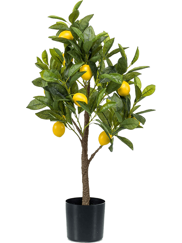 Lemon tree | Nieuwkoop Europe