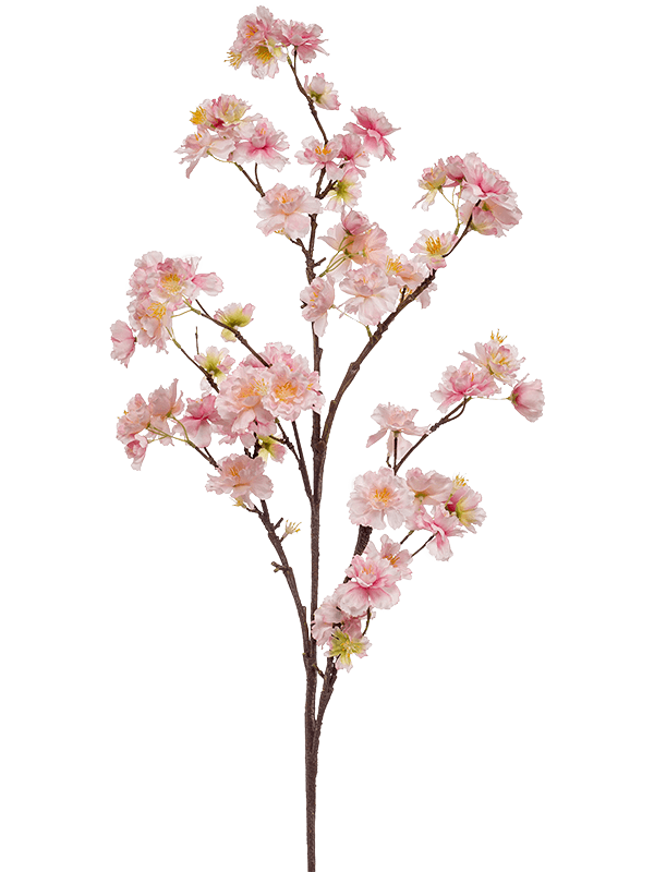 levering aan huis vermogen Aanbod Cherry Blossom Pink 8EE428342 kopen? | Nieuwkoop Europe
