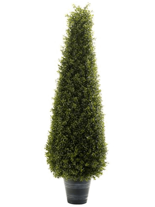 Boxwood | Nieuwkoop Europe