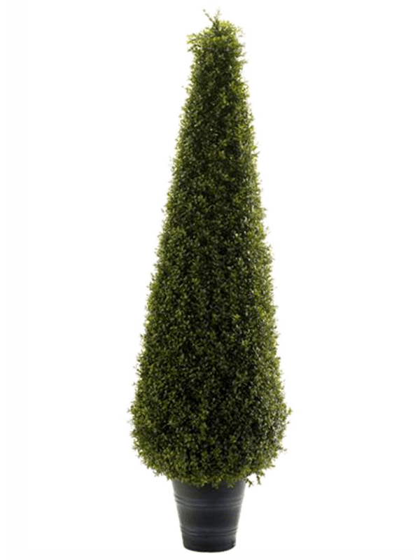 Boxwood | Nieuwkoop Europe