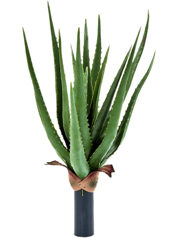 Aloe plant | Nieuwkoop Europe