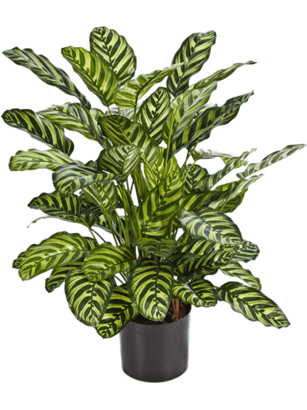 Nieuwkoop Europe Calathea 