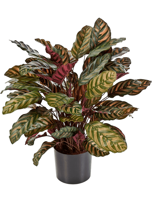  Calathea  Nieuwkoop Europe