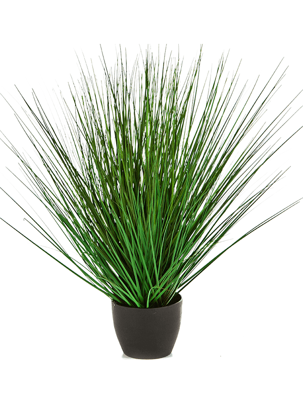 Grass Onion | Nieuwkoop Europe