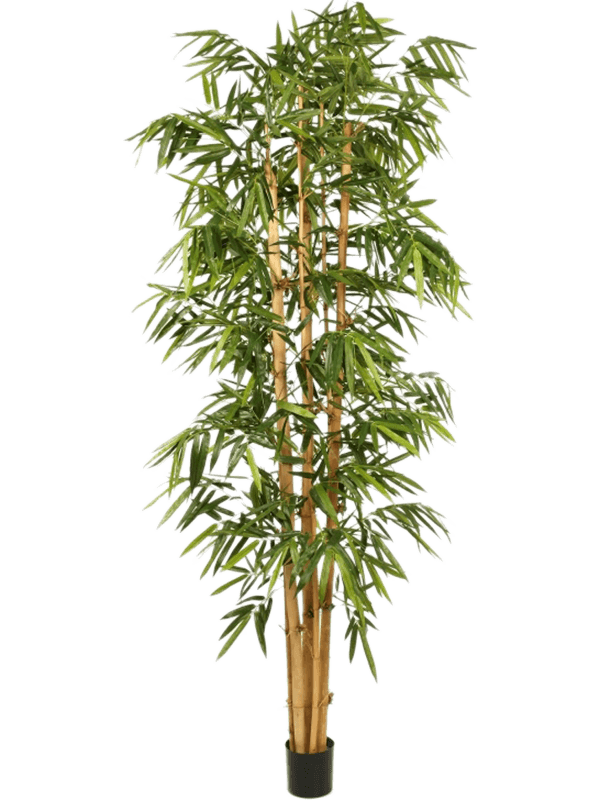 Nieuwkoop Europe | New giant bamboo big leaf