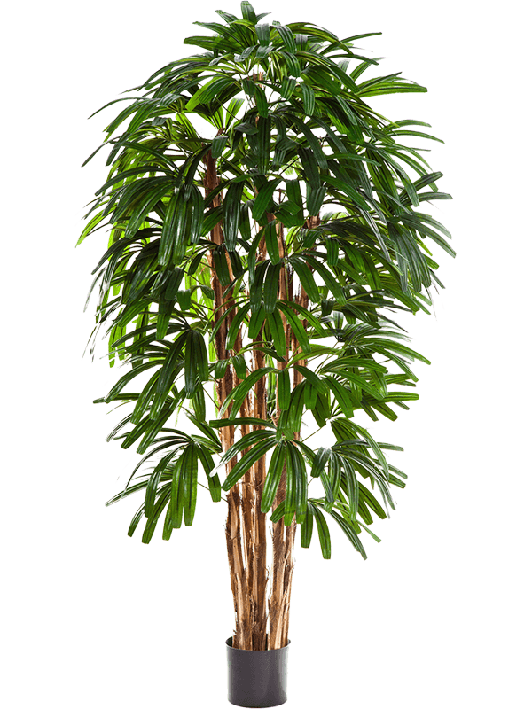 Rhapis palm | Nieuwkoop Europe