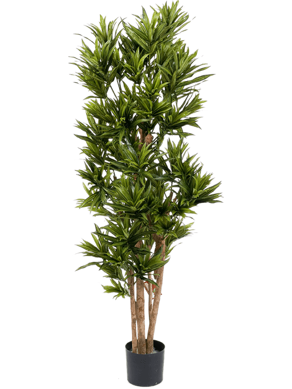 Dracaena reflexa | Nieuwkoop Europe