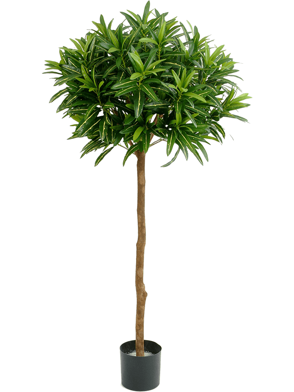 Croton goldfinger | Nieuwkoop Europe