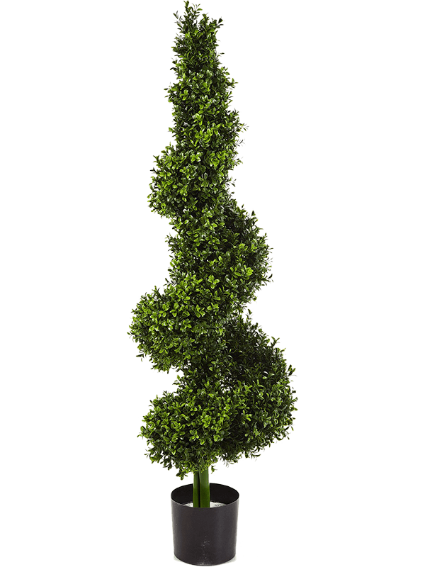 Boxwood royal spiral tree | Nieuwkoop Europe