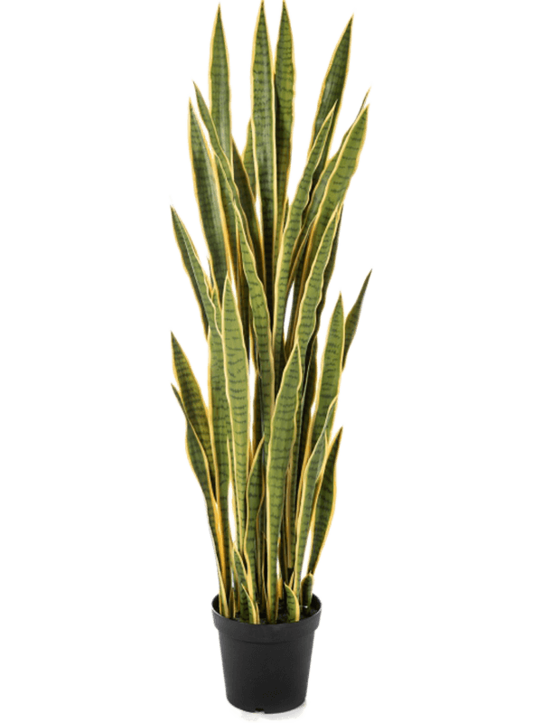 Sansevieria | Nieuwkoop Europe