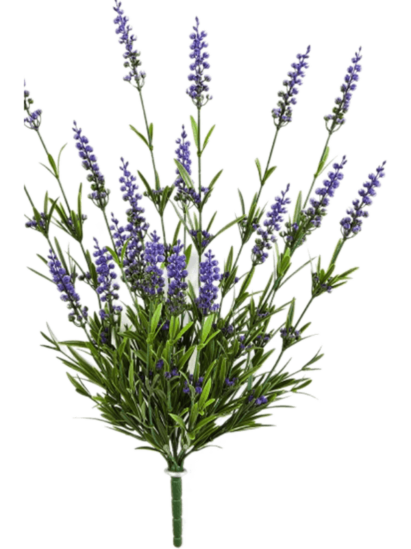 Lavender | Nieuwkoop Europe