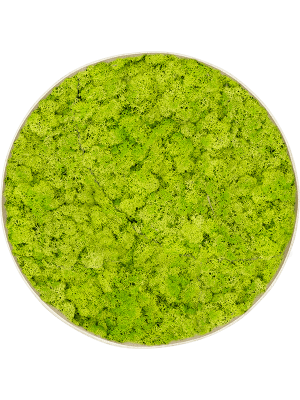 Reindeer Moss Spring Green 